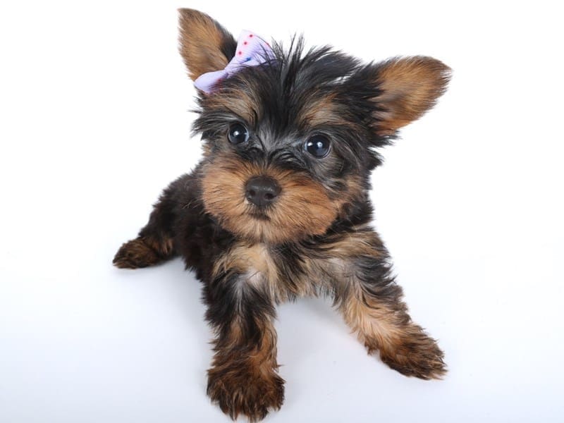 Silky Terrier-Dog-Female-Black / Tan-4952415-XO PUPS