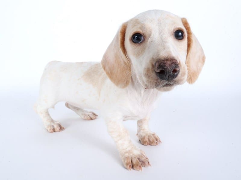 [#14486] Cream Female Dachshund Puppies For Sale #2