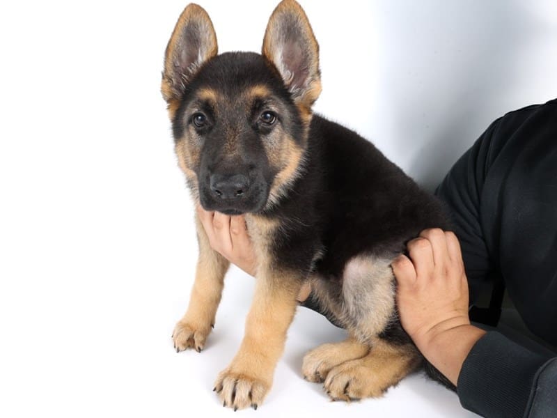 [#14489] Black/Tan Male German Shepherd Dog Puppies For Sale #2