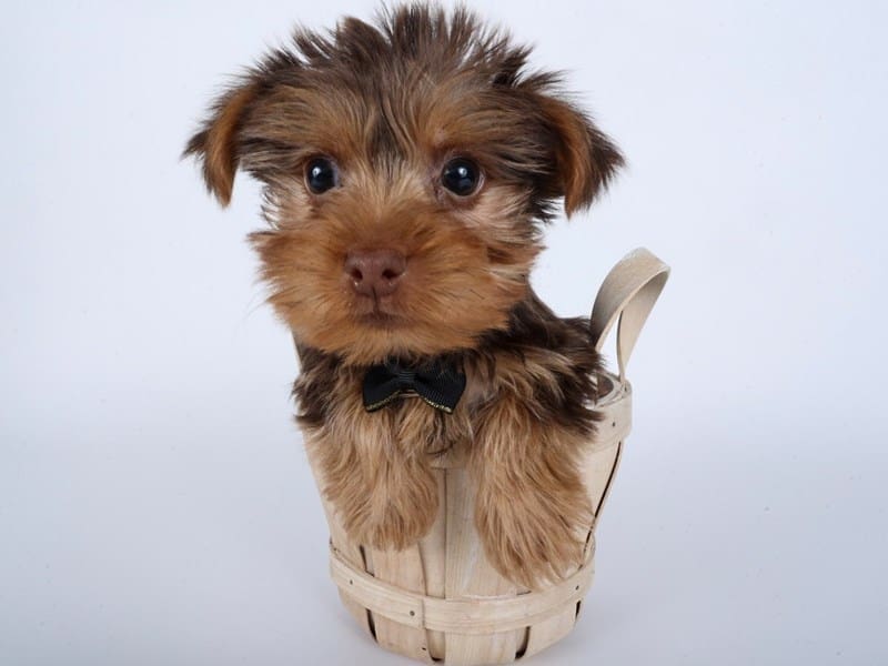 Yorkshire Terrier-Dog-Male-Chocolate / Tan-4955995-XO PUPS