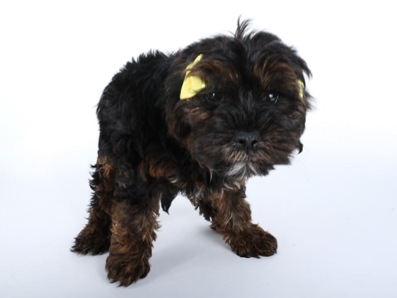 Yorkiepoo-Dog-Female-Black/Tan-4957776-XO PUPS