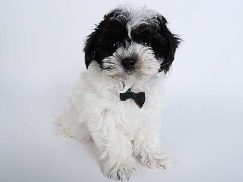 Yorkiepoo-Dog-Male-Black/White/Tan-4957779-XO PUPS