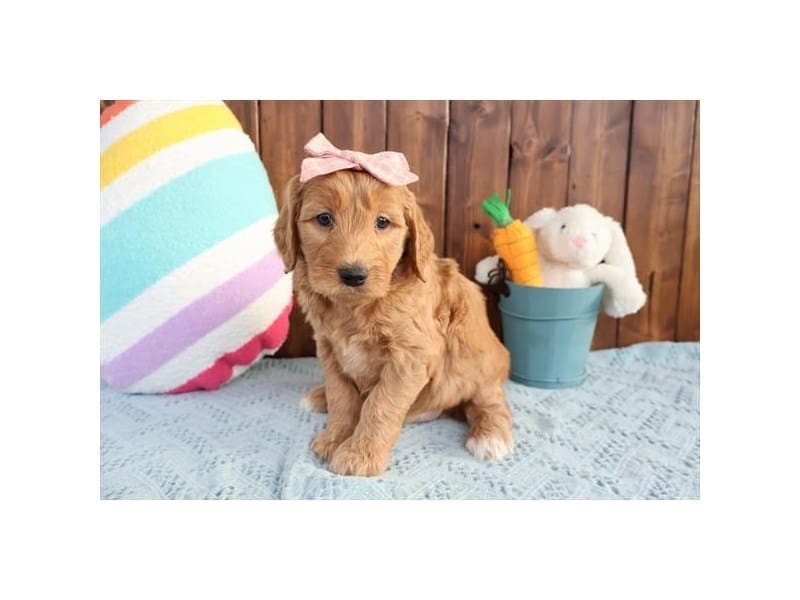 Miniature Goldendoodle-Dog-Female-Apricot-4969416-XO PUPS