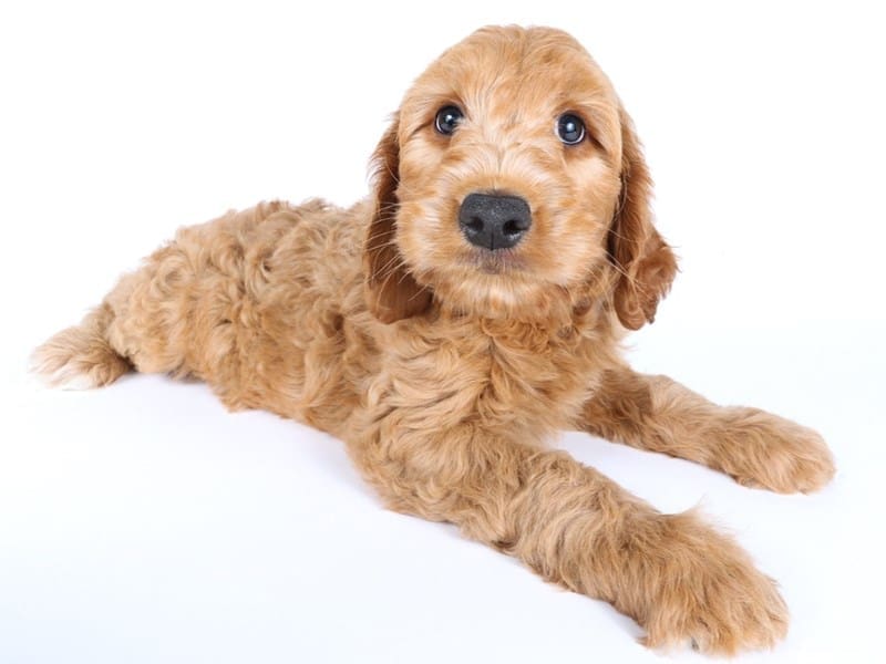 Miniature Goldendoodle-Dog-Male-Apricot-4969415-XO PUPS