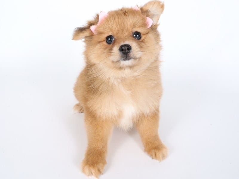 Pomeranian-Dog-Female-Red Sable-4969638-XO PUPS