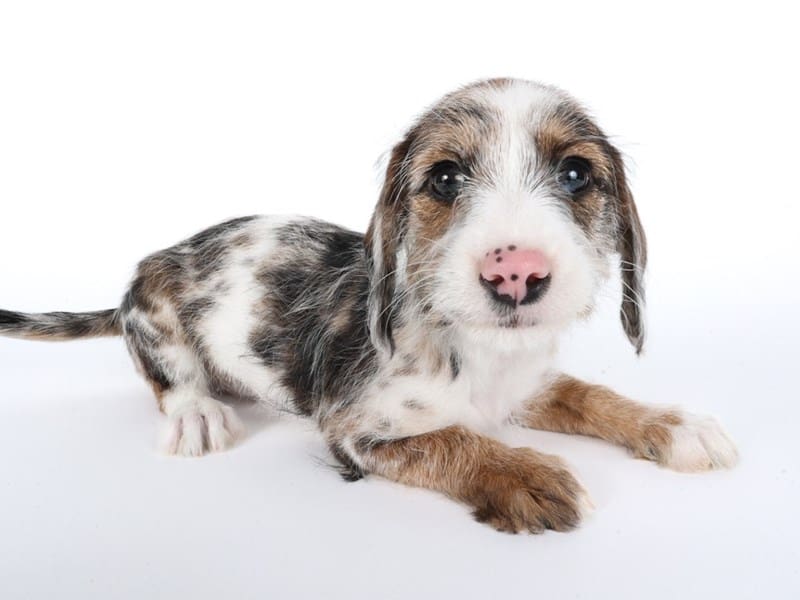 Doxiepoo-Dog-Female-White/Blue Dapple-4969648-XO PUPS