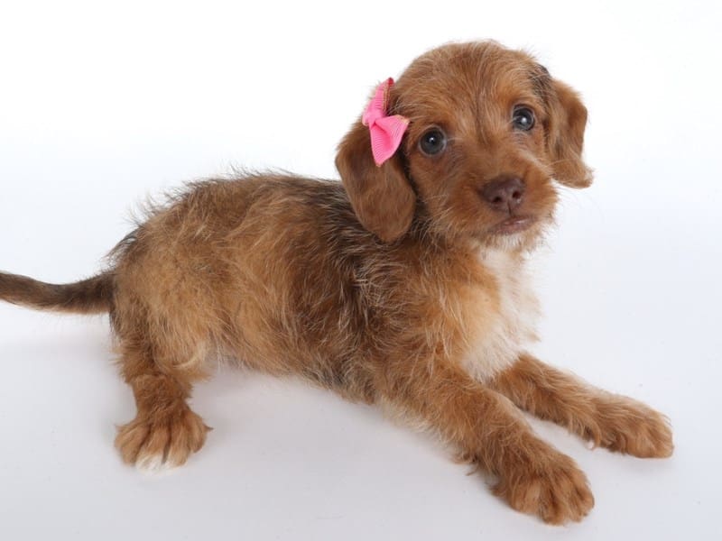 Doxiepoo-Dog-Female-Red Dapple-4969649-XO PUPS