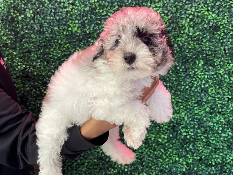 Miniature Poodle-Dog-Female-Blue Merle/Tan-4951900-XO PUPS