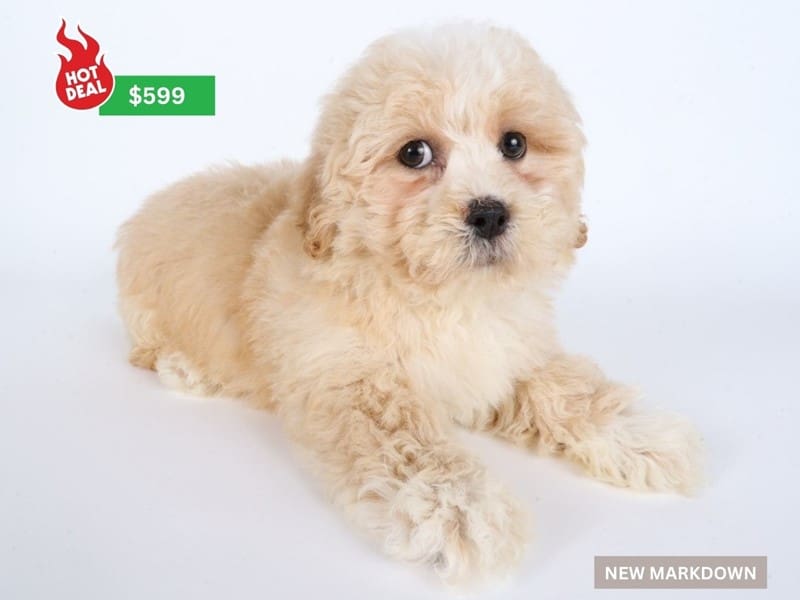 Teddy Bear-Dog-Male-Cream-4911441-XO PUPS