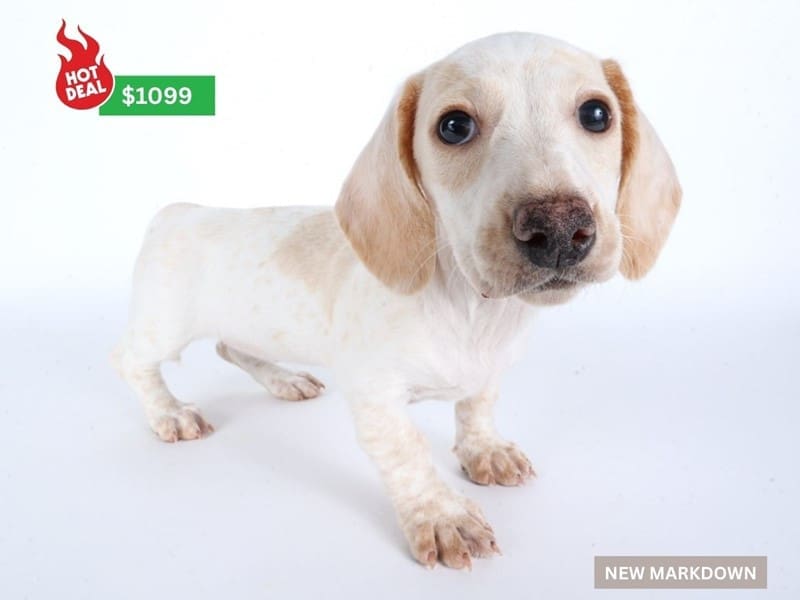 Dachshund-Dog-Female-Cream-4926883-XO PUPS
