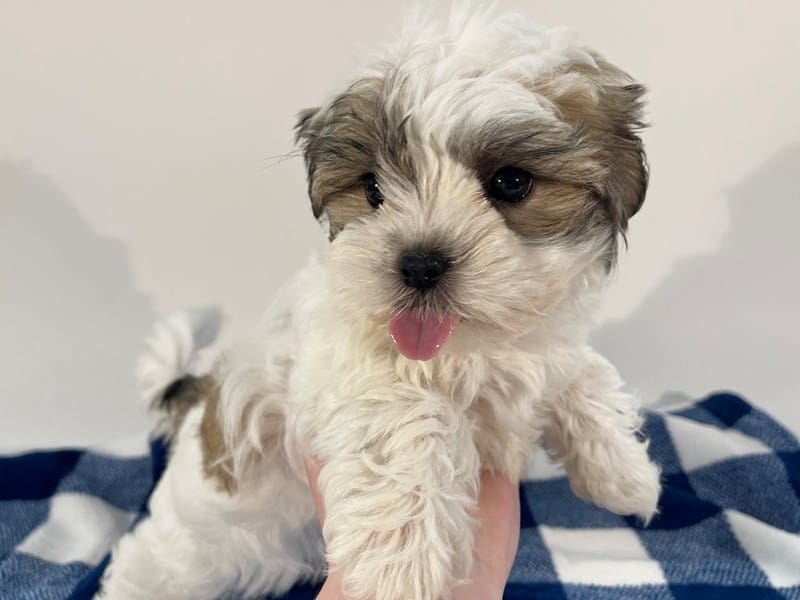 [#14569] Sable & White Female Malshi Puppies For Sale #2