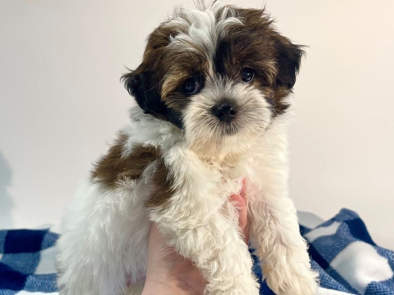 [#14567] Sable & White Female Shihpoo Puppies For Sale #2