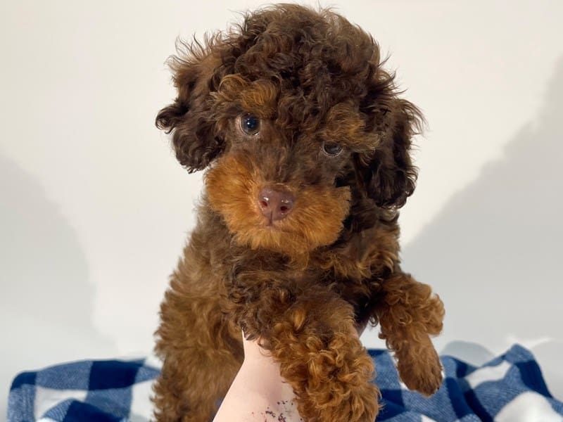 [#14564] Brown and Apricot Male Miniature Poodle Puppies For Sale #3