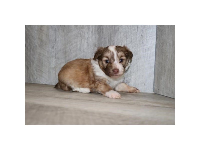 [#14581] Brown / White Male Aussiechon Puppies For Sale #2