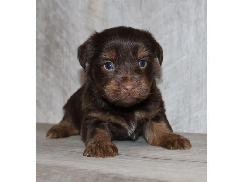 [#14587] Chocolate Male Yorkshire Terrier Puppies For Sale #2