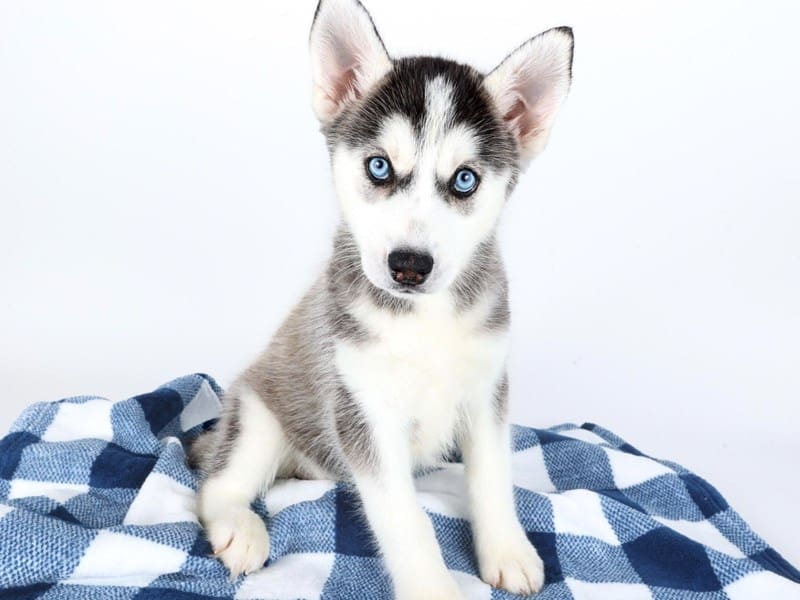 [#14574] Black / White Female Siberian Husky Puppies For Sale #3