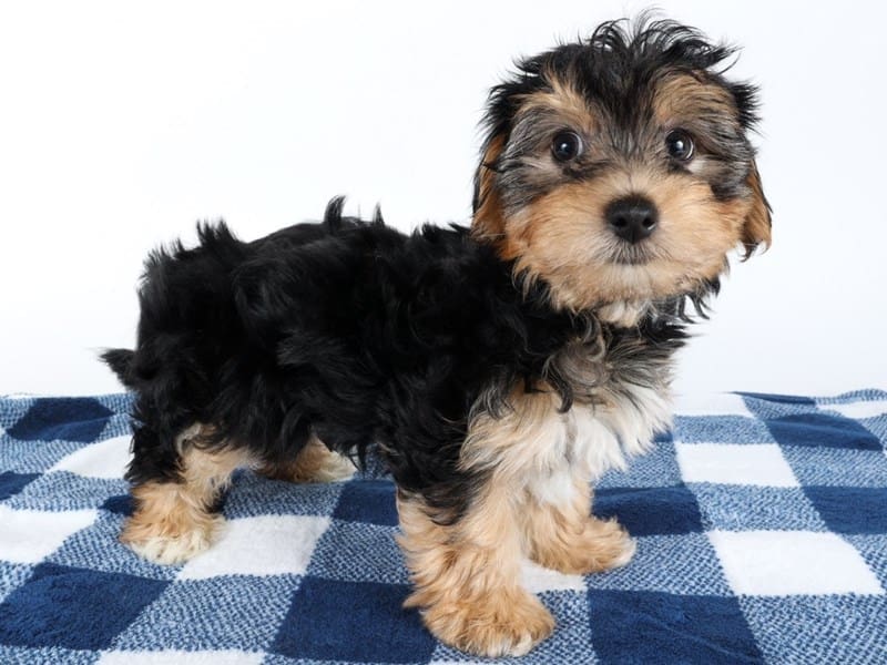[#14572] Black and Tan Male Yochon Puppies For Sale #3