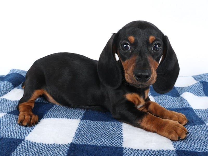[#14585] Black/Tan Female Miniature Dachshund Puppies For Sale #2