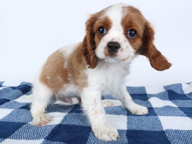 [#14583] Blenheim/White Male Cavalier King Charles Spaniel Puppies For Sale #2