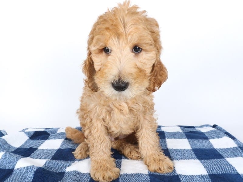 [#14577] Red Male Goldendoodle Standard F1 Puppies For Sale #3