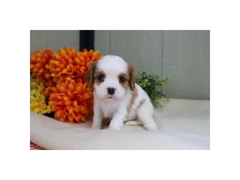 [#14588] Blenheim Male Cavalier King Charles Spaniel Puppies For Sale #2