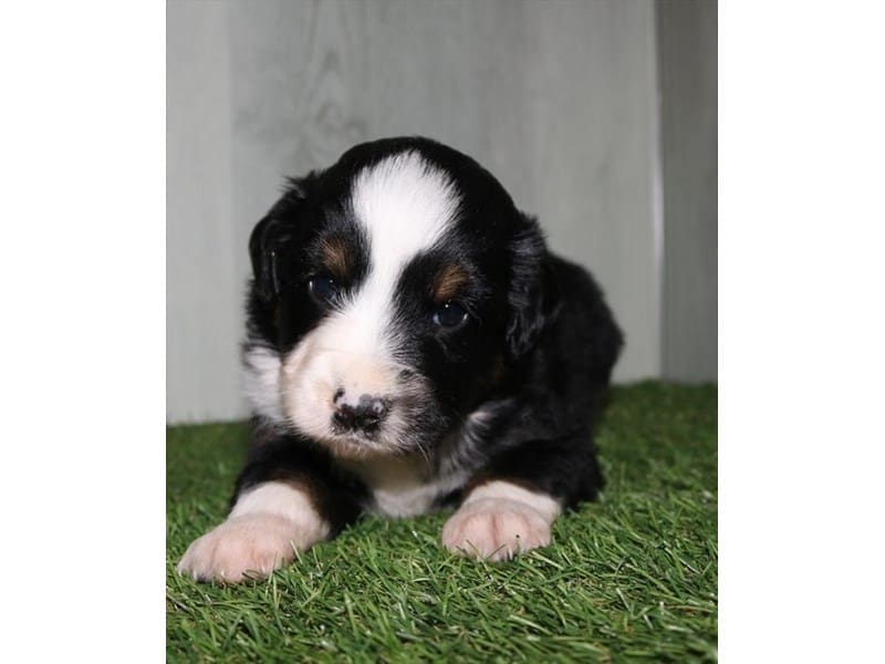 [#14590] Black Male Miniature Australian Shepherd Puppies For Sale #2