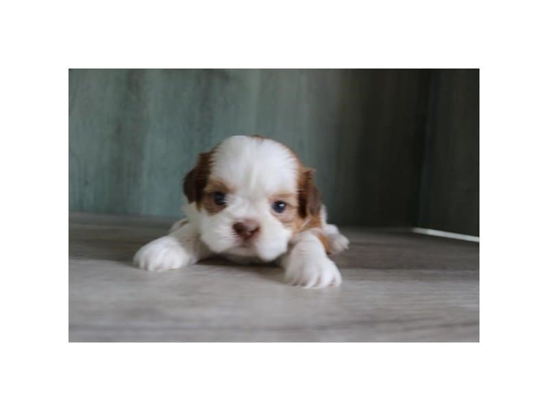 [#14591] Red / White Female Shih Tzu Puppies For Sale #2
