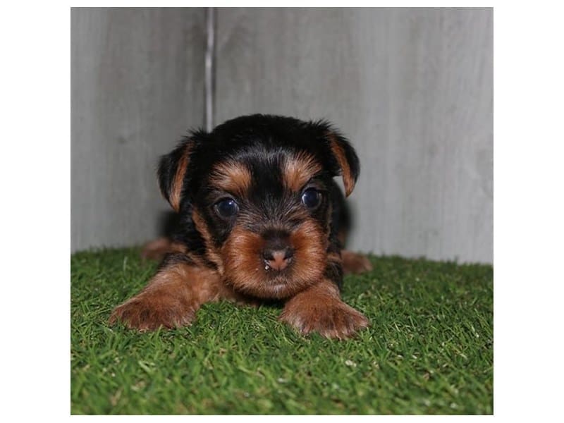 [#14592] Black / Tan Male Yorkshire Terrier Puppies For Sale #2