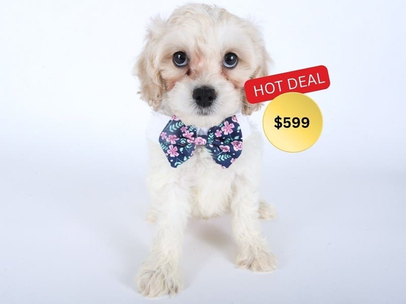 [#14507] Cream Male Cock A Poo Puppies For Sale #4