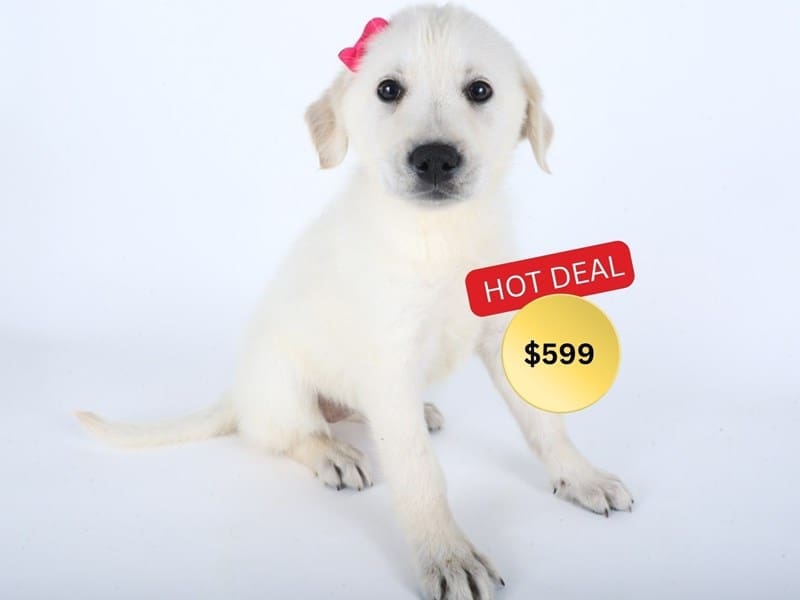 [#14510] Light Cream Female German Retriever Puppies For Sale #3