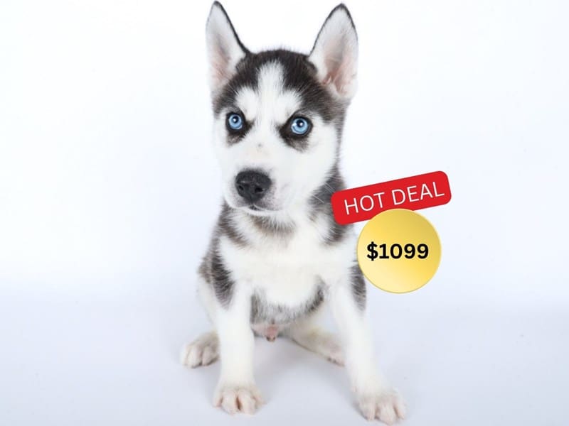 [#14525] Black / White Male Siberian Husky Puppies For Sale #5