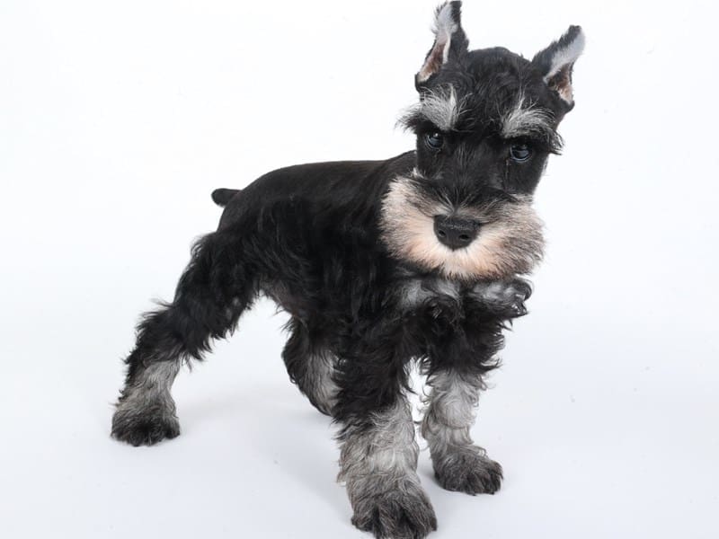 [#14638] Black / Silver Male Miniature Schnauzer Puppies For Sale #3