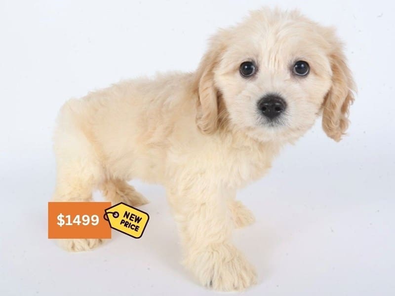 [#14609] Tan Female Cockachon Puppies For Sale #3