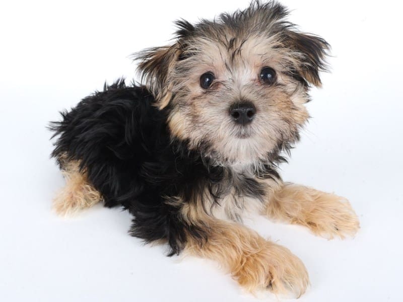 [#14676] Black/Tan Male Morkie Puppies For Sale #2
