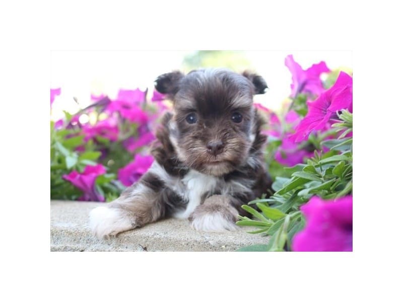 [#14684] Chocolate / White Female Havanese Puppies For Sale #2