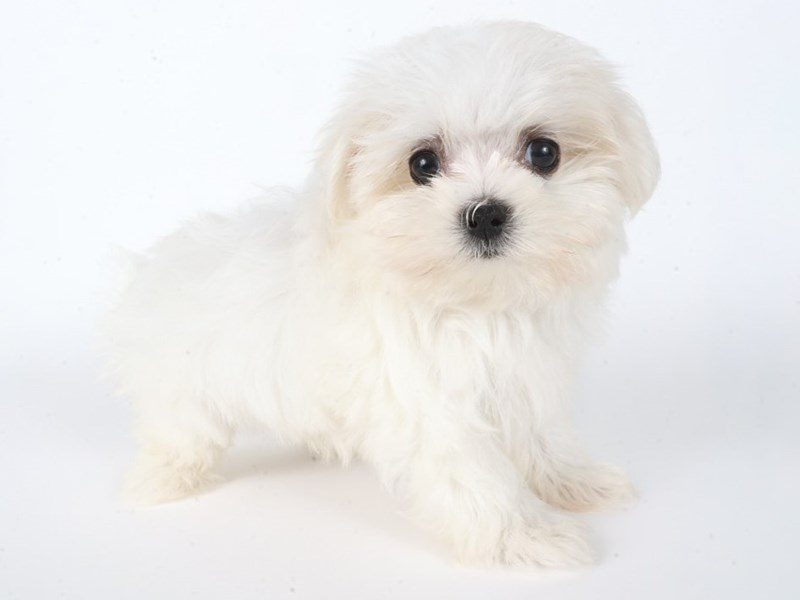 [#14763] White Male Maltese Puppies For Sale #2