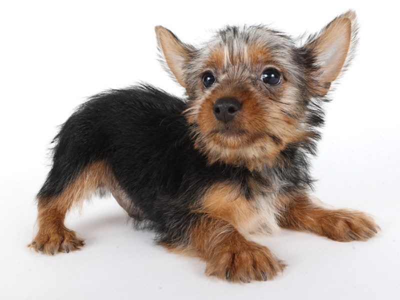 [#14788] Black/Tan Male Silky Terrier Puppies For Sale #2