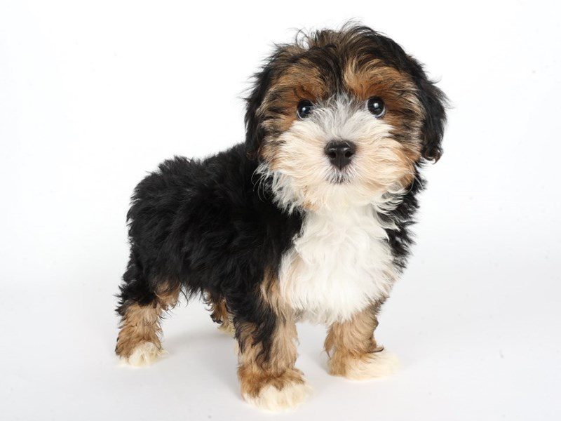 [#14793] Black/White/Tan Male Yorkiepoo Puppies For Sale #2