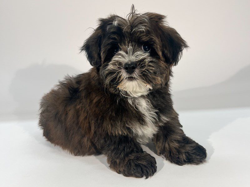 [#14796] Red Sable Male Yorkiepoo Puppies For Sale #2