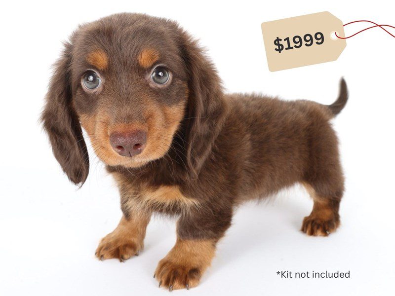 Miniature Dachshund-Dog-Male-Chocolate and Tan-5062249-XO PUPS