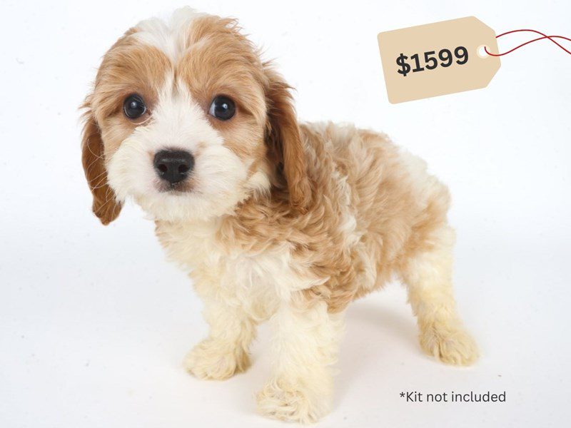 [#14752] White/Tan Male Cavachon Puppies For Sale #3