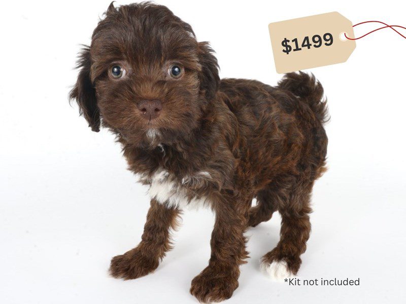 [#14744] Chocolate / White Male Havapoo Puppies For Sale #4