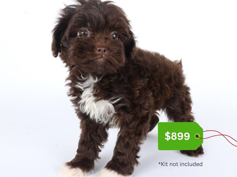 Shihpoo-Dog-Female-Chocolate-5059094-XO PUPS