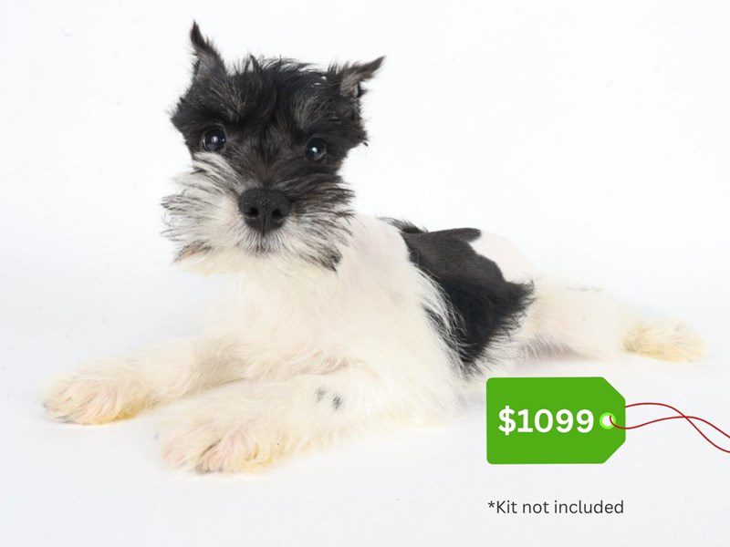 Miniature Schnauzer-Dog-Male-Black and White-5063030-XO PUPS