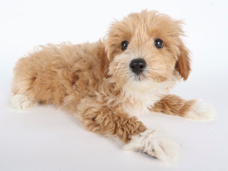 Miniature Poodle-Dog-Male-Apricot & White-5072756-XO PUPS