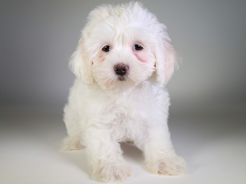 Lhasapoo-Dog-Female-White-3742099-XO PUPS