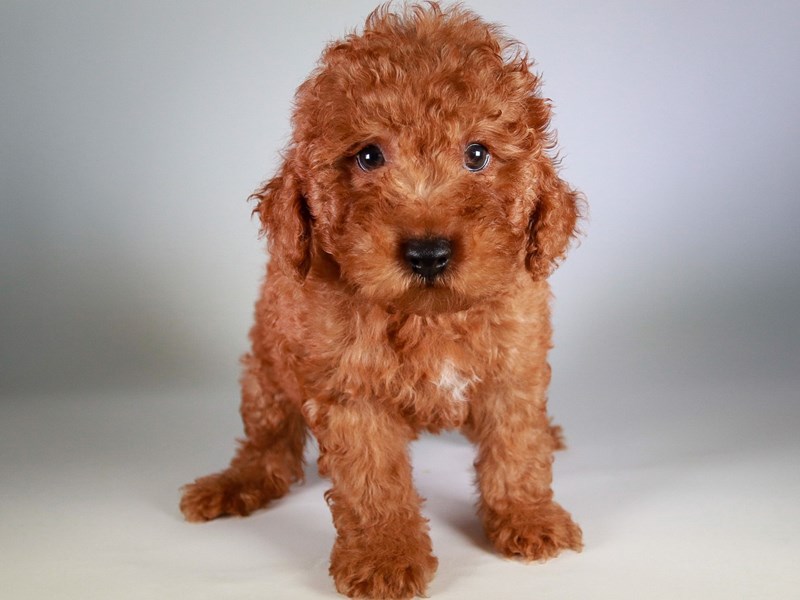 Goldendoodle Mini 2nd Gen-Dog-Male-Red-3759053-XO PUPS