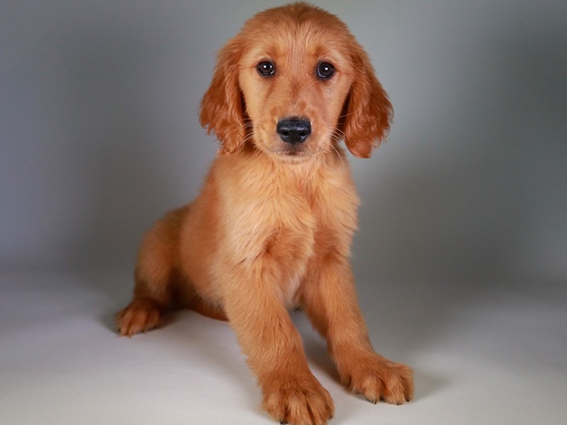 Golden Retriever-Dog-Female-Red-3771249-XO PUPS