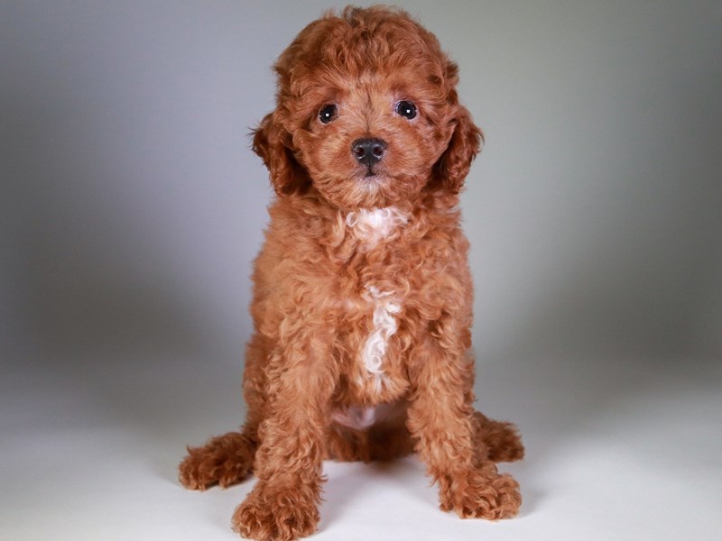 Miniature Poodle-Dog-Male-Red-3771382-XO PUPS