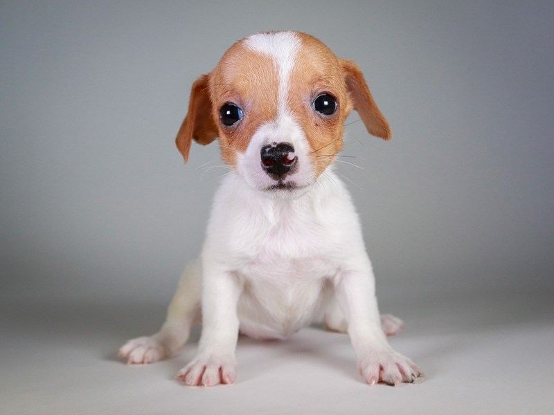 Jack Russell Terrier-Dog-Female-Brown/White-3761265-XO PUPS
